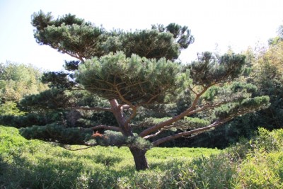 010.JPG (237.35 Kio) Vu 1450 fois 010.JPG