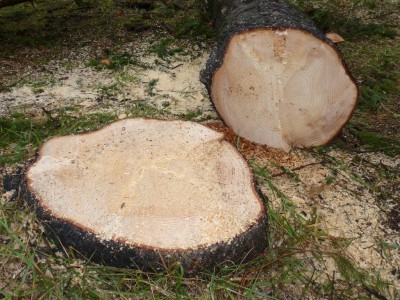 P1020178.JPG (336.65 Kio) Vu 4284 fois P1020178.JPG