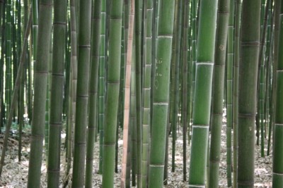 032.JPG (179.26 Kio) Vu 1451 fois 032.JPG