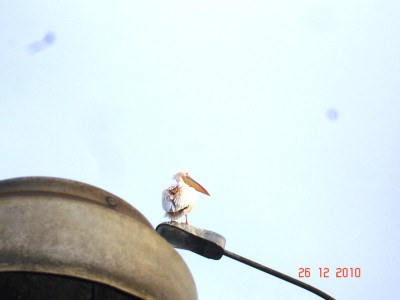 DSC06677.JPG (160.99 Kio) Vu 7375 fois DSC06677.JPG