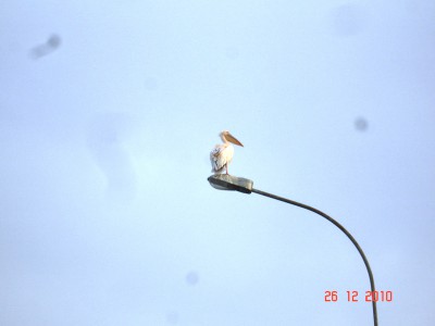 DSC06678.JPG (187.71 Kio) Vu 7375 fois DSC06678.JPG