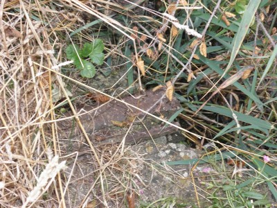 P8251914.JPG (190.23 Kio) Vu 8884 fois P8251914.JPG