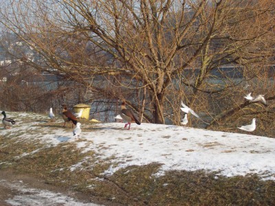 176.jpg (187.7 Kio) Vu 5524 fois 176.jpg