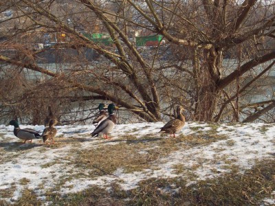 177.jpg (198.61 Kio) Vu 5449 fois 177.jpg