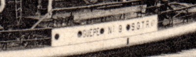 guepe n°9.jpg