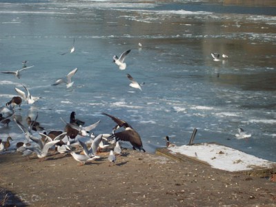 242.jpg (116.06 Kio) Vu 5445 fois 242.jpg