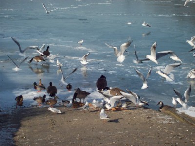 243.jpg (109.81 Kio) Vu 5445 fois 243.jpg