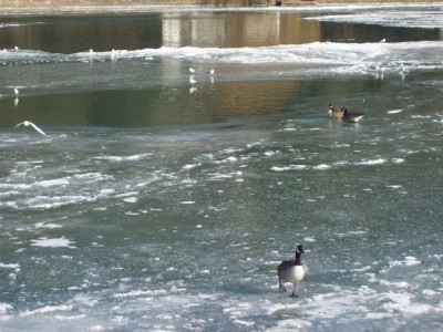 244.jpg (132.26 Kio) Vu 5125 fois 244.jpg