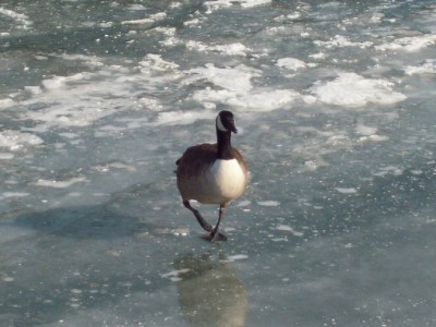 245.jpg (106.42 Kio) Vu 5432 fois 245.jpg