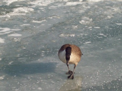 246.jpg (100.33 Kio) Vu 5432 fois 246.jpg