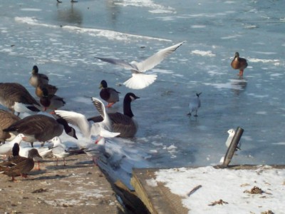 247.jpg (102.66 Kio) Vu 5445 fois 247.jpg