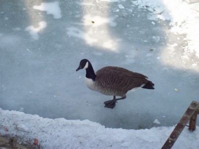 250.jpg (85.21 Kio) Vu 5445 fois 250.jpg