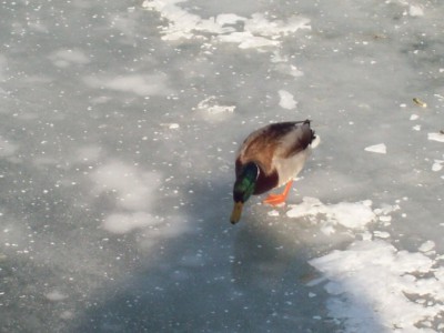 251.jpg (85.15 Kio) Vu 5432 fois 251.jpg