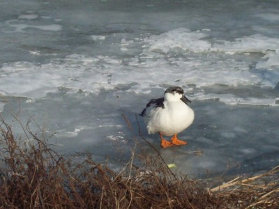 257.jpg (99.63 Kio) Vu 5432 fois 257.jpg