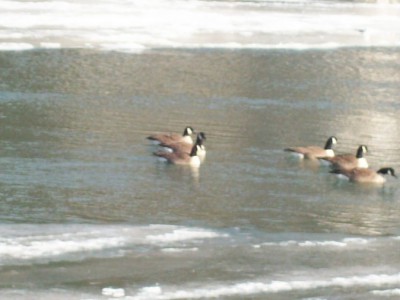 258.jpg (76.64 Kio) Vu 5432 fois 258.jpg