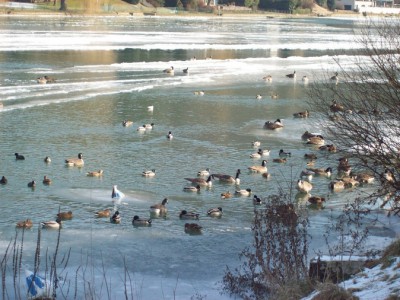 259.jpg (146.15 Kio) Vu 5507 fois 259.jpg