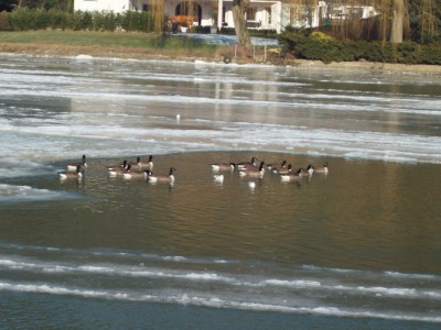 260.jpg (111.31 Kio) Vu 5432 fois 260.jpg