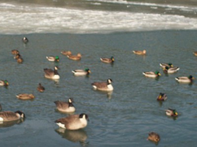 261.jpg (77.65 Kio) Vu 5432 fois 261.jpg