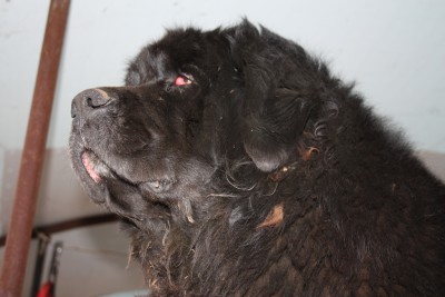 IMG_8473 (Copier).JPG (506.63 Kio) Vu 7540 fois IMG_8473 (Copier).JPG