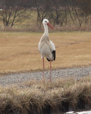 P3050023CIGOGNE.jpg