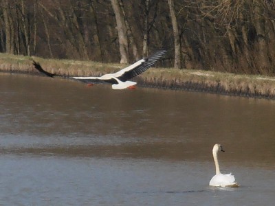 P3210003CIGOGNE.jpg