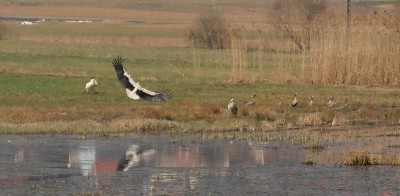 P3210005FAUNE.jpg (104.09 Kio) Vu 3533 fois P3210005FAUNE.jpg