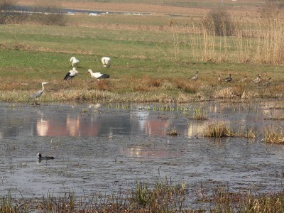 P3210006FAUNE.jpg (210.14 Kio) Vu 3555 fois P3210006FAUNE.jpg