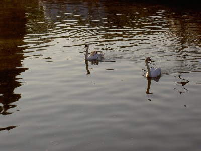 PICT2747.JPG (162.61 Kio) Vu 5553 fois PICT2747.JPG