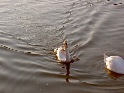 PICT2748.JPG (160.99 Kio) Vu 5553 fois PICT2748.JPG