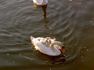 PICT2749.JPG (136.28 Kio) Vu 5553 fois PICT2749.JPG