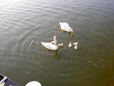 PICT2750.JPG (131.53 Kio) Vu 5553 fois PICT2750.JPG