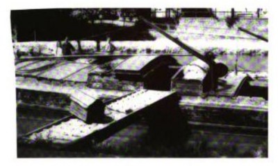 grue.jpg