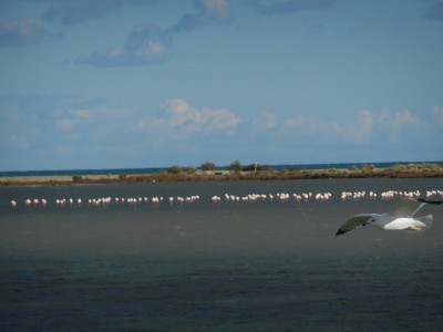 DSCN0473.JPG (243.37 Kio) Vu 3091 fois DSCN0473.JPG