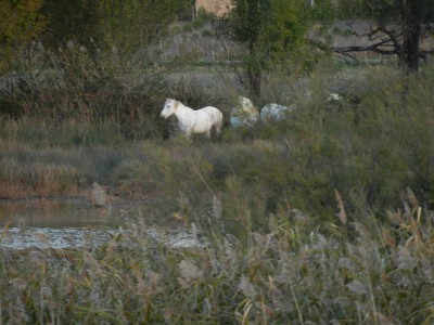 DSCN0511.JPG (370.65 Kio) Vu 3091 fois DSCN0511.JPG