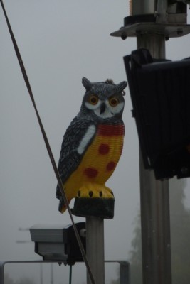 chouette.JPG (182.1 Kio) Vu 4244 fois chouette.JPG