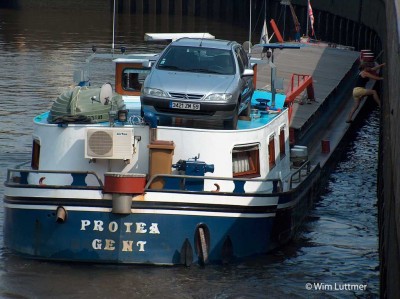 Protea 06002631 (14).jpg