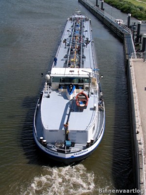 tadorna-5-28-08-2009.jpg