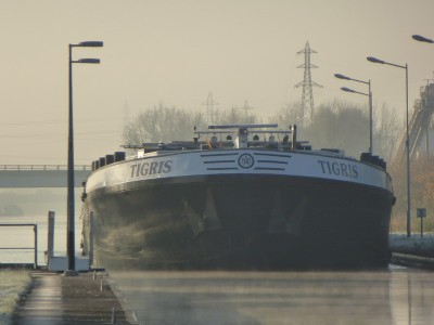 P1110007TIGRIS.jpg