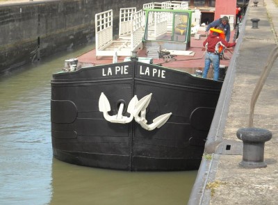 La pie 2.jpg (115.12 Kio) Vu 4450 fois La pie 2.jpg