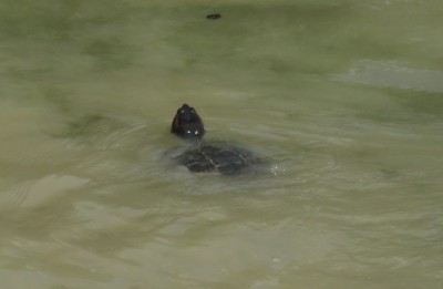 jea rol-tortue.JPG (755.41 Kio) Vu 2885 fois jea rol-tortue.JPG