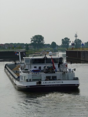 amaranthus-6-06-05-2011.jpg