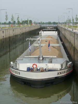 amaranthus-2-06-05-2011.jpg