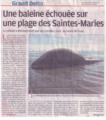 baleine.jpg