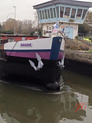 shark.jpg (75.63 Kio) Vu 6968 fois shark.jpg