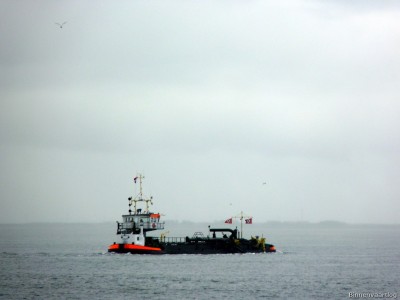 Adelaar-5-17-09-2015.jpg