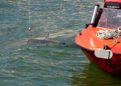 IMG_1205.JPG (70.54 Kio) Vu 8812 fois IMG_1205.JPG