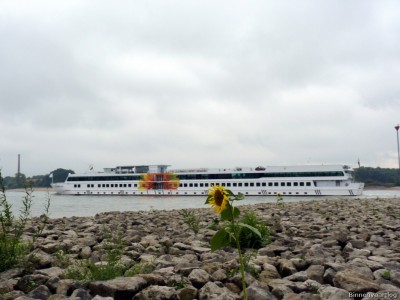 De Zonnebloem-3-25-09-2015-Oosterhout.jpg