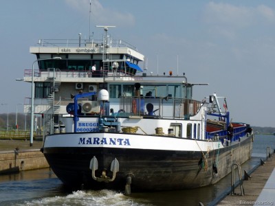 Maranta-5-10-04-2016-Sambeek.jpg (174.95 Kio) Vu 5922 fois Maranta-5-10-04-2016-Sambeek.jpg