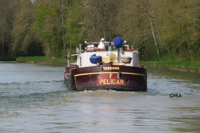 pelican-cepoy.JPG