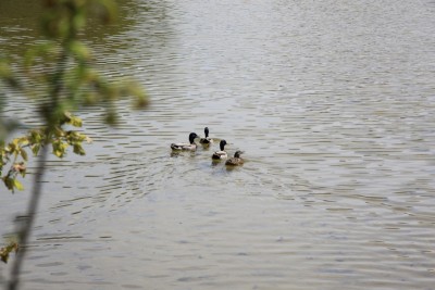 011.JPG (227.74 Kio) Vu 787 fois 011.JPG